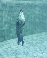Harbor Seal GIF by Valley Zoo Development Society