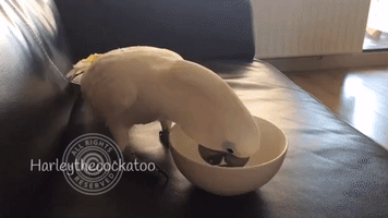 Peckish Cockatoo Goes to Town On Owner's Bowl of Yogurt