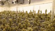 Plant Grow GIF by Exclusive Brands