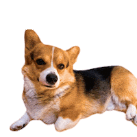 German Corgi Sticker