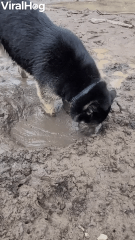 Doggy Dives Face First Into Mud Puddle GIF by ViralHog