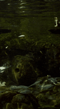 Nom Nom Eating GIF by Monterey Bay Aquarium