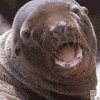 Angry Sea Lion GIF by BBC America