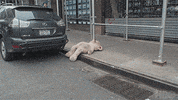 New York Nyc GIF by HBO