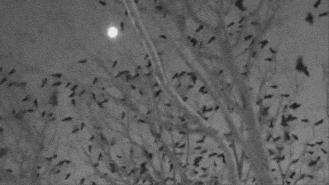 marianthe_loucataris giphygifmaker GIF