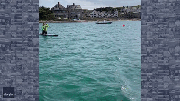 Breaching Dolphins Treat Paddleboarders to Impromptu Display Off English Coast