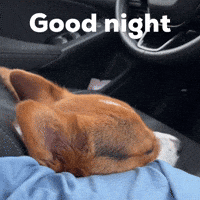 Good Night Dog GIF
