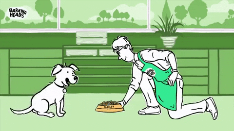 Dog Food Dinner Time GIF by barkingheads