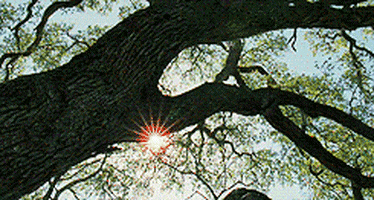 the tree of life GIF