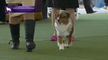 Dogs GIF by Westminster Kennel Club