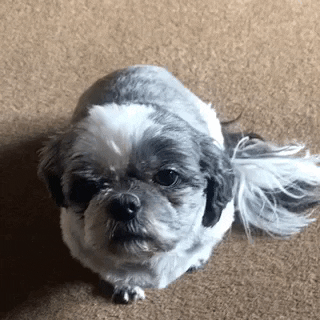 warrenwoodhouse dogs pets looped warrenwoodhouse GIF