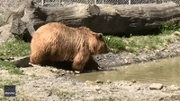 Rescue Bears Keep Cool at New York Sanctuary With Refreshing Dip