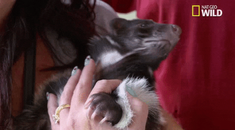 nat geo wild pets GIF by Dr. K's Exotic Animal ER