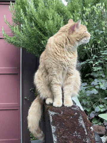 Cat Portland GIF by EDGARDUDE