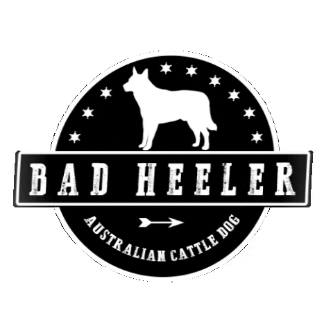 badheeler blueheeler cattledog australiancattledog badheeler GIF