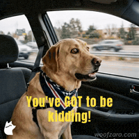 Shocked Disbelief GIF by Woofzara