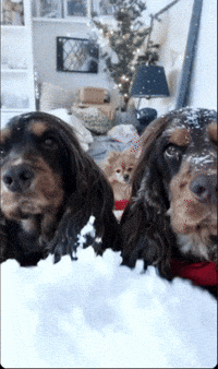 White Christmas GIF