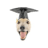 universityofindianapolis mascot graduation ace indiana Sticker