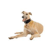 universityofindianapolis indianapolis grady greyhounds u of i Sticker