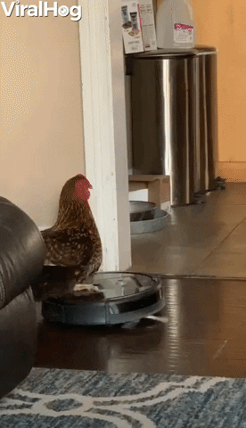 Video gif. Chicken bobs its head while sitting on top of a round robotic vacuum traveling over a home floor.