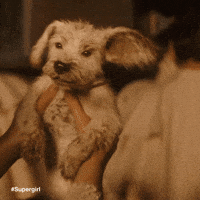Dog Puppy GIF by DC