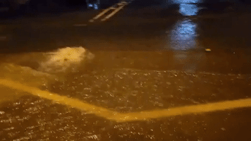 Flooding in Sydney as More Heavy Rain Hits