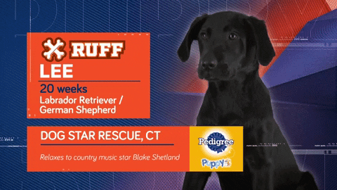 Animal Planet GIF by Puppy Bowl