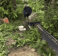charcoalthepukeko sprite bumblebee charcoal walkcycle GIF