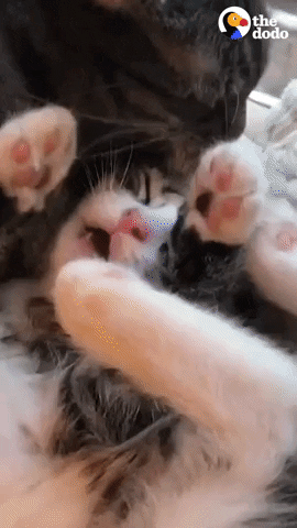 Cat GIF by The Dodo