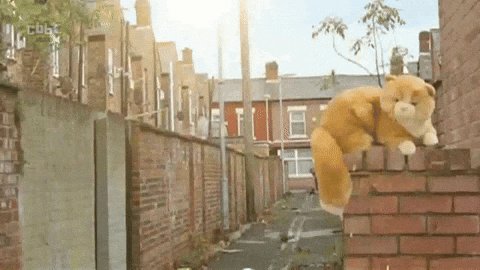 bumrushfordintheback giphyupload cat corrie ewww GIF