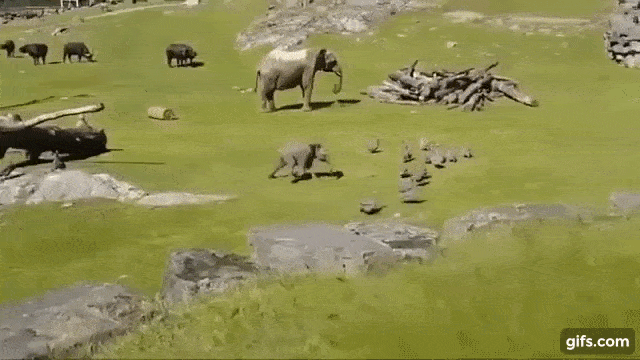 kid GIF
