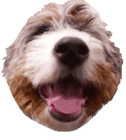 Dog Laughing Sticker