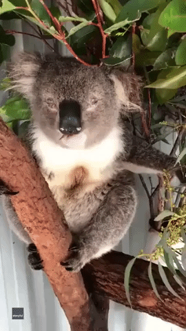 Chlamydia-Stricken Koala Recovers in Australian Wildlife Sanctuary