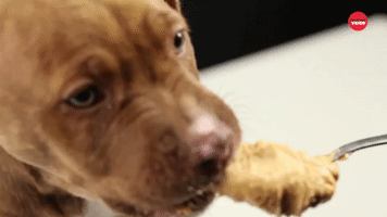 Puppy Eating Peanut Butter