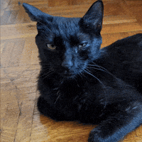 Black Cat No GIF
