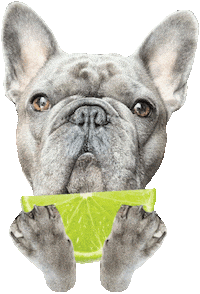 French Pug Sticker