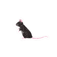 Marioncameleon Sticker by Sephora France