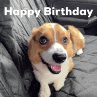 Happy Birthday Dog GIF