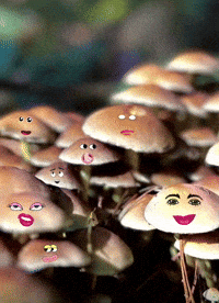 Autumn Mushroom GIF