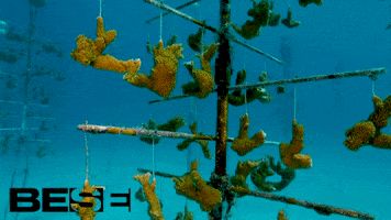 blue planet ocean GIF by BESE