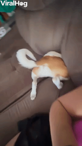 Dog Disappears Between Sofa Cushions 