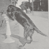 Dog Drinking GIF