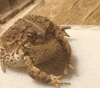 toad GIF