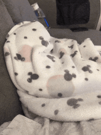 Sausage Dog GIF