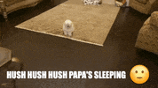 Maltese GIF by Bhumi & Aishan