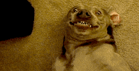 Funny Dog GIF