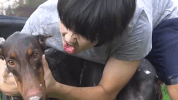 doberman kiss GIF