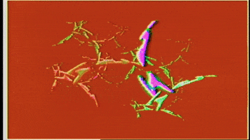 Video Art GIF by cskonopka