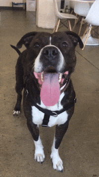 dog smile GIF by KeepUpWithJaz