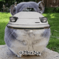 Chinchilla GIF